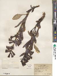 Penstemon speciosus image