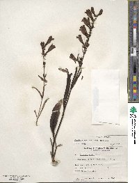 Penstemon speciosus image