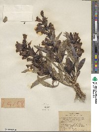 Penstemon speciosus image