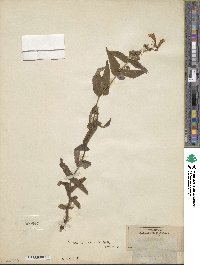 Penstemon smallii image