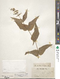 Penstemon smallii image