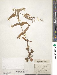 Penstemon smallii image