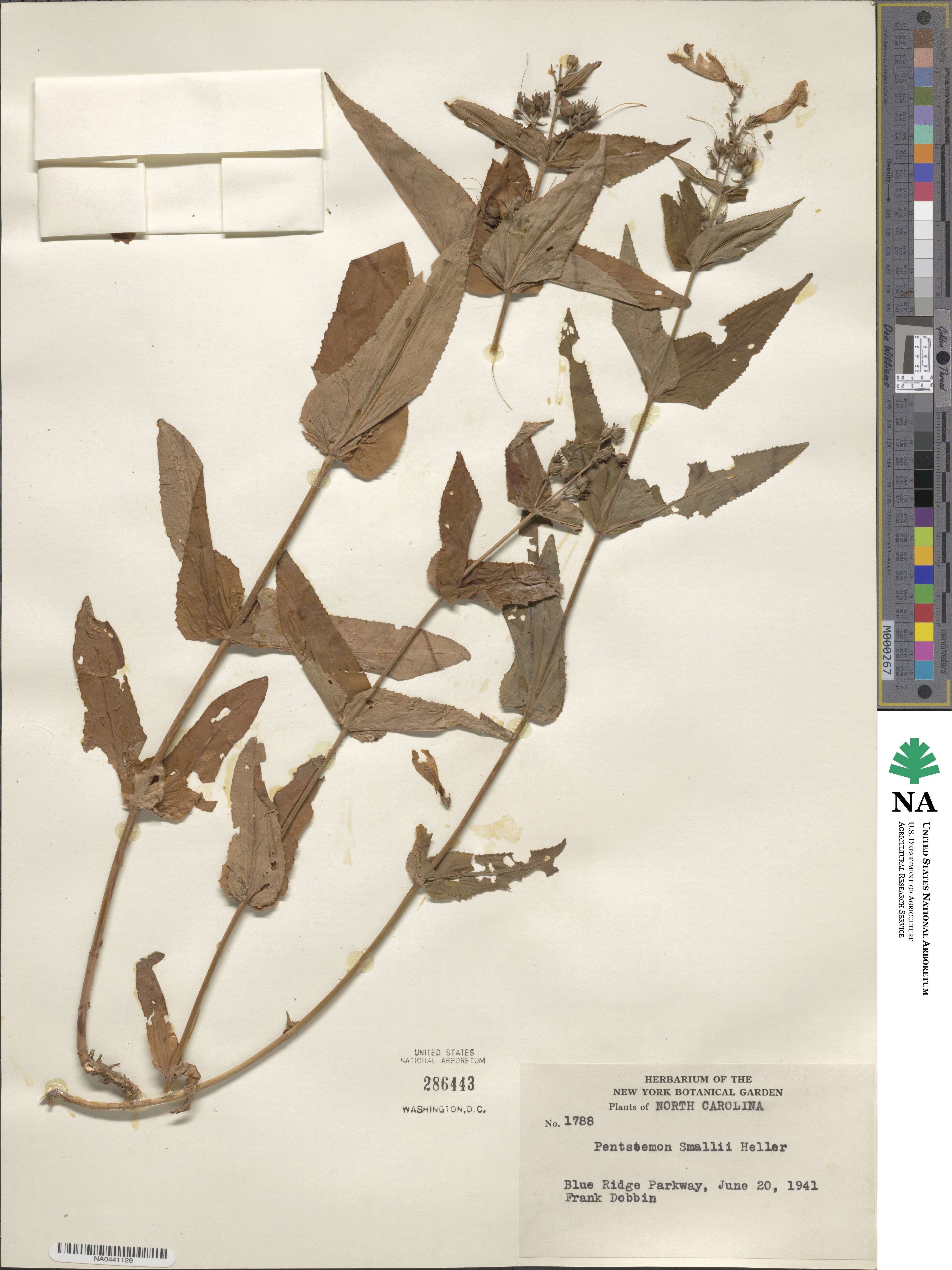 Penstemon smallii image