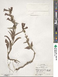 Penstemon speciosus image