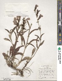 Penstemon speciosus image