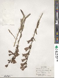 Penstemon speciosus image