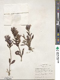 Penstemon speciosus image