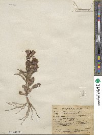 Penstemon speciosus image