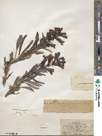 Penstemon speciosus image