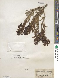 Penstemon speciosus image