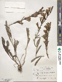 Penstemon speciosus image