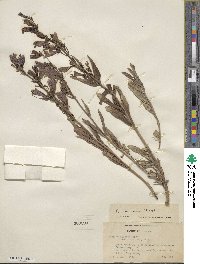 Penstemon speciosus image