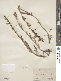 Penstemon speciosus image