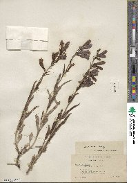 Penstemon speciosus image