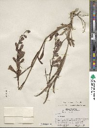 Penstemon speciosus image