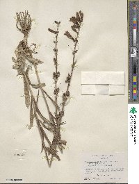 Penstemon speciosus image