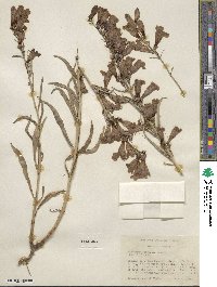 Penstemon speciosus image