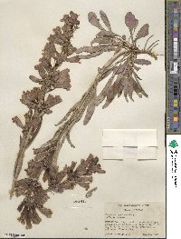 Penstemon speciosus image