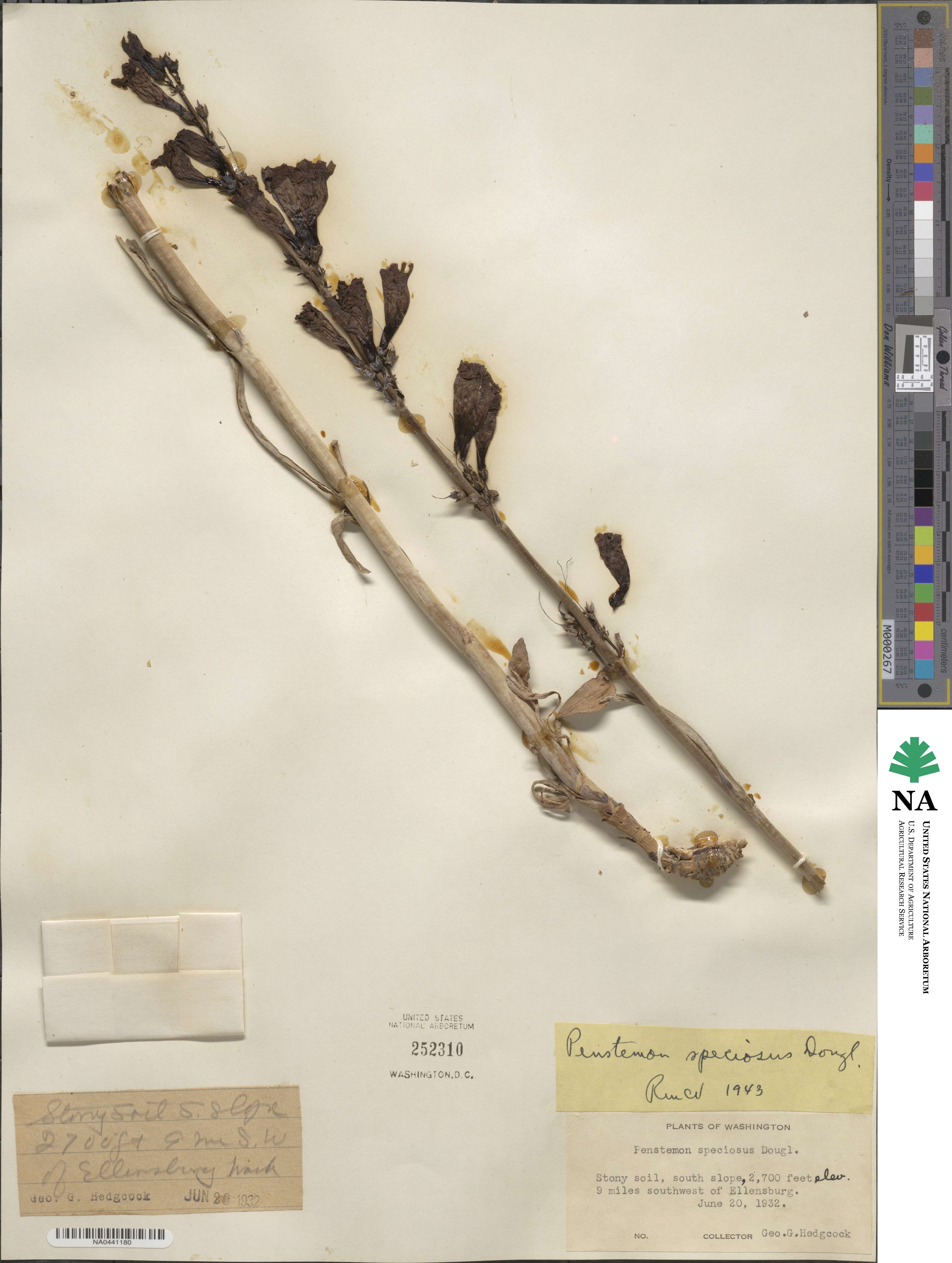 Penstemon speciosus image