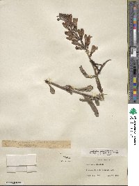 Penstemon speciosus image