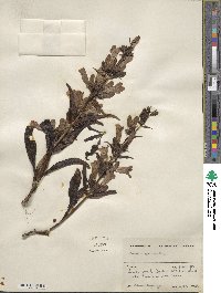 Penstemon speciosus image