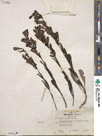 Penstemon speciosus image