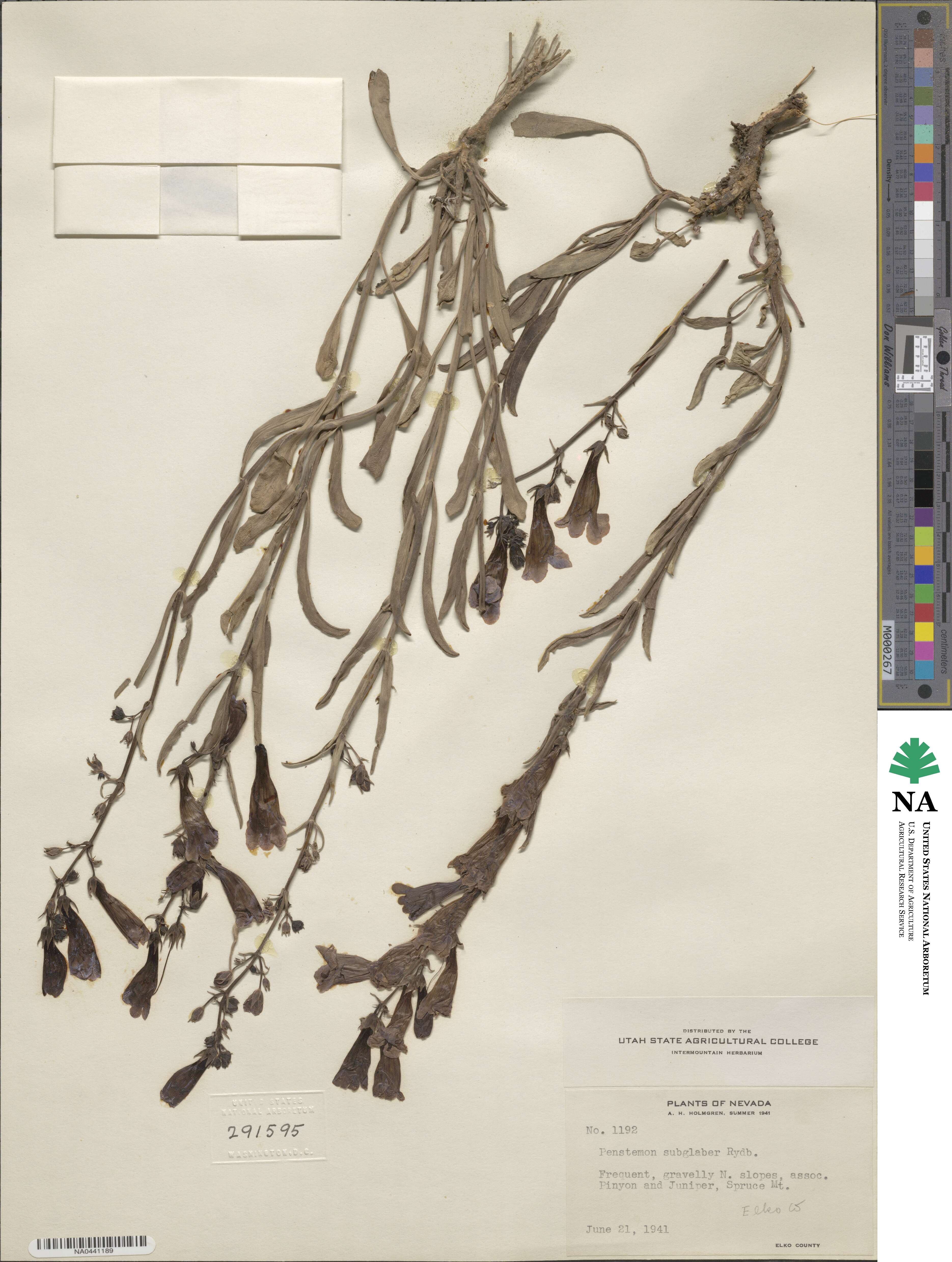 Penstemon subglaber image