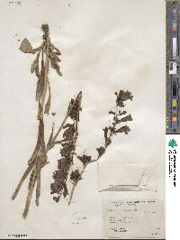 Penstemon subglaber image