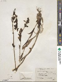 Penstemon subglaber image