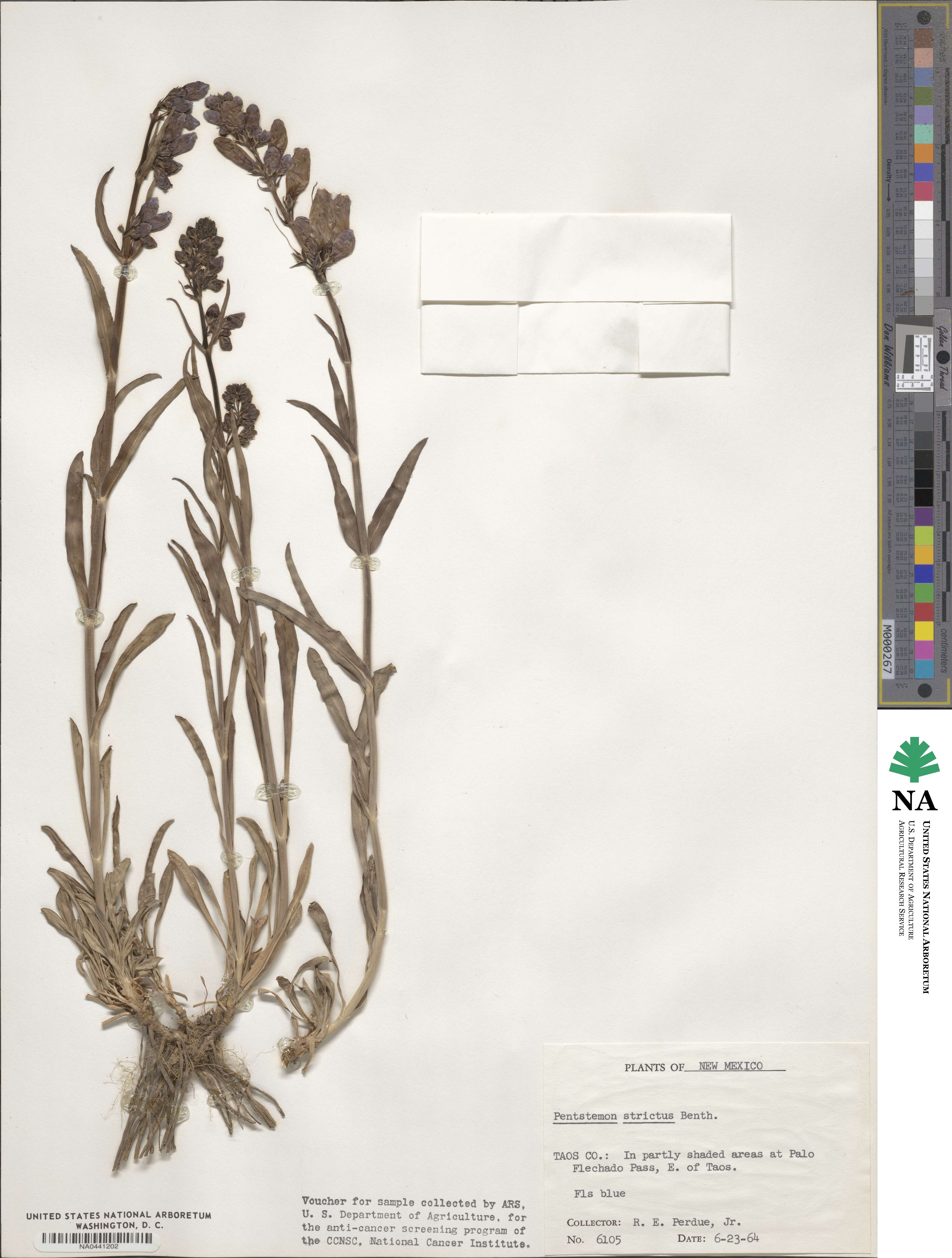 Penstemon strictus image