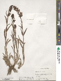 Penstemon strictus image