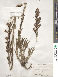 Penstemon strictus image