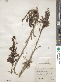 Penstemon strictus image