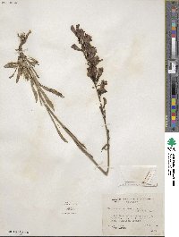 Penstemon strictus image