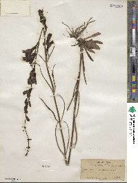 Penstemon strictus image