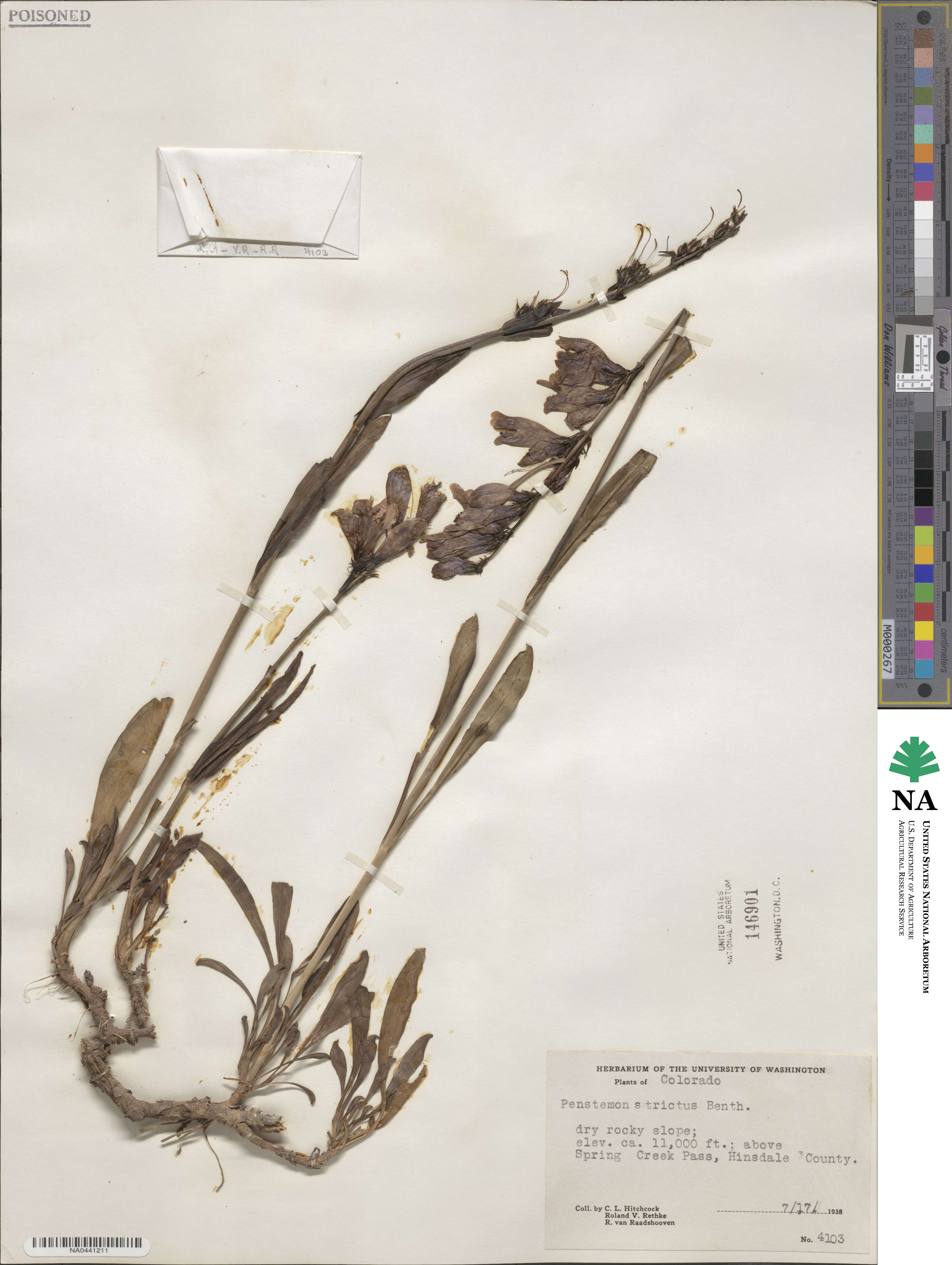 Penstemon strictus image