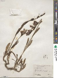 Penstemon strictus image