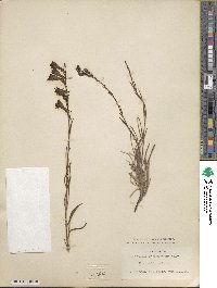 Penstemon stenophyllus image