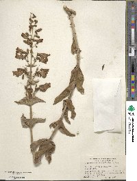 Penstemon spectabilis image