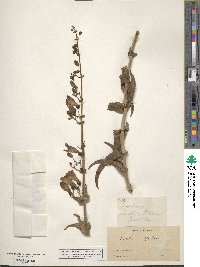 Penstemon spectabilis image