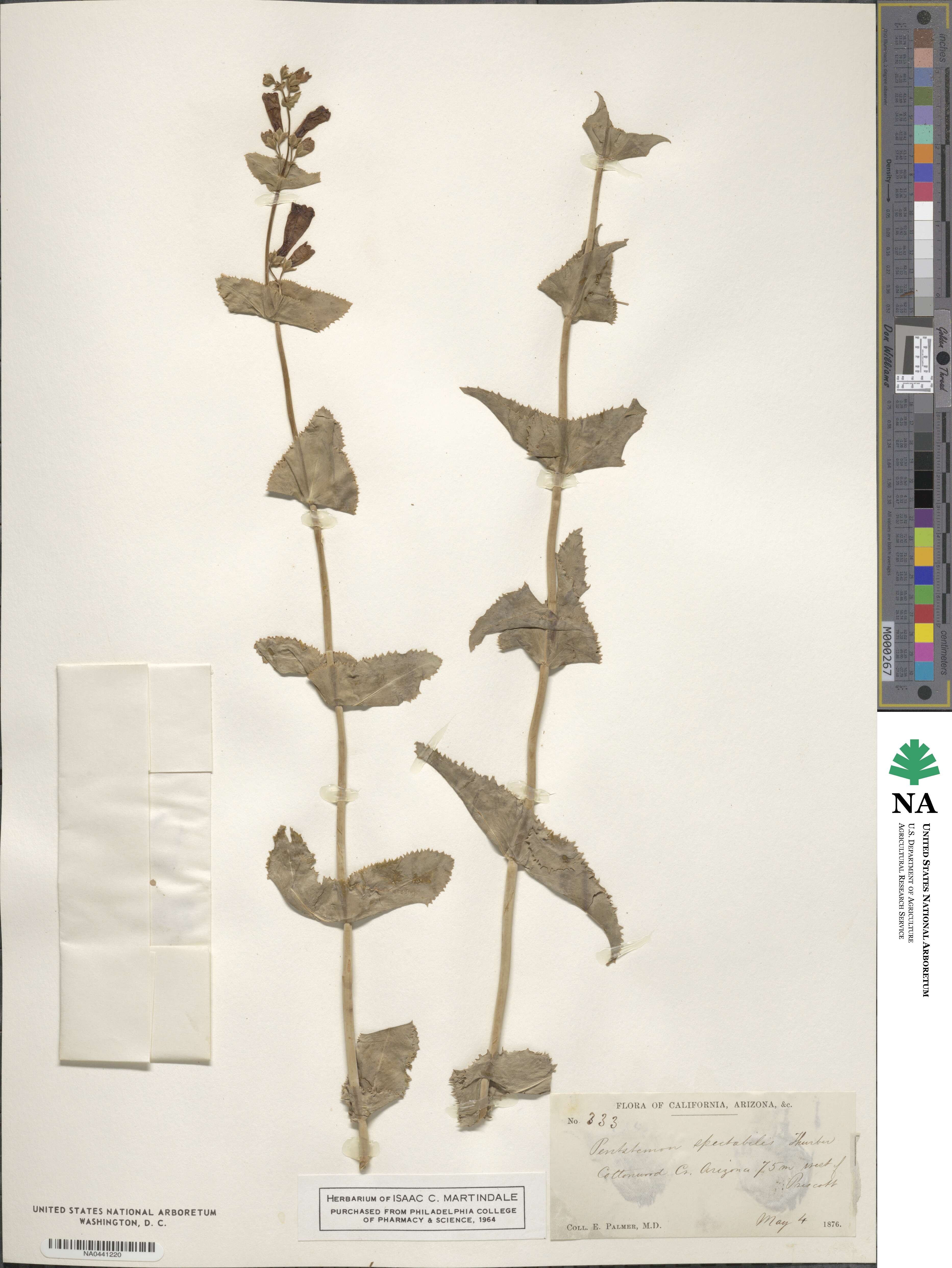 Penstemon spectabilis image