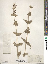 Penstemon spectabilis image