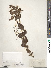 Penstemon spectabilis image