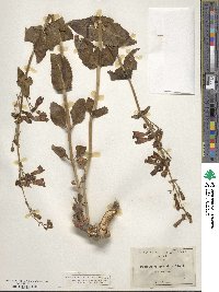 Penstemon spectabilis image