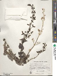 Penstemon spectabilis image