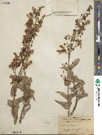 Penstemon spectabilis image