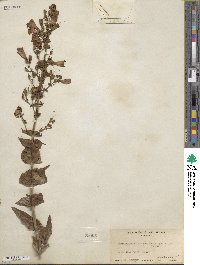 Penstemon spectabilis image