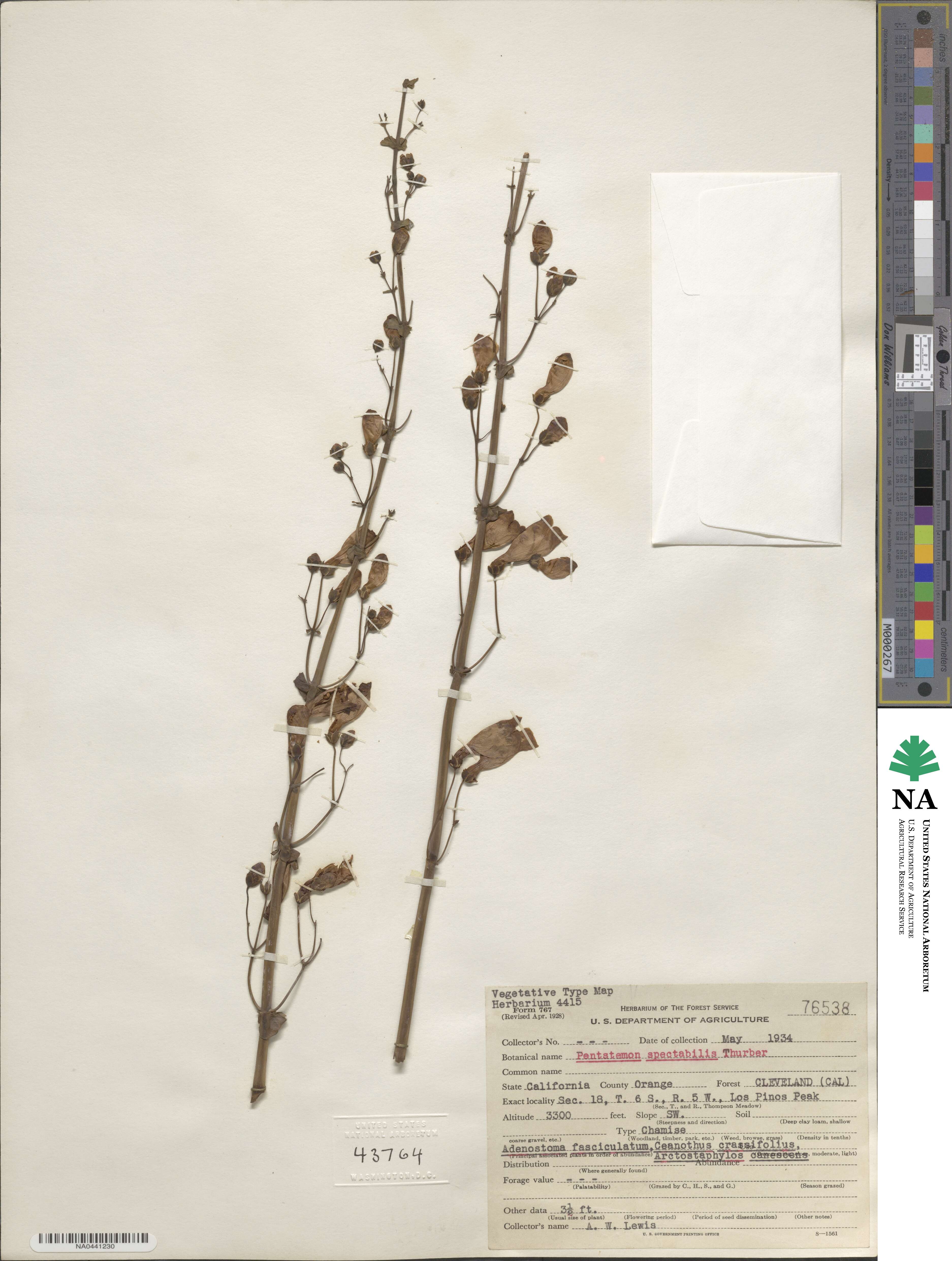 Penstemon spectabilis image