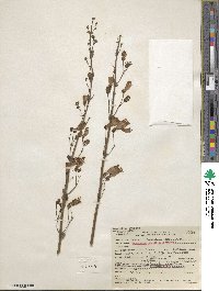 Penstemon spectabilis image