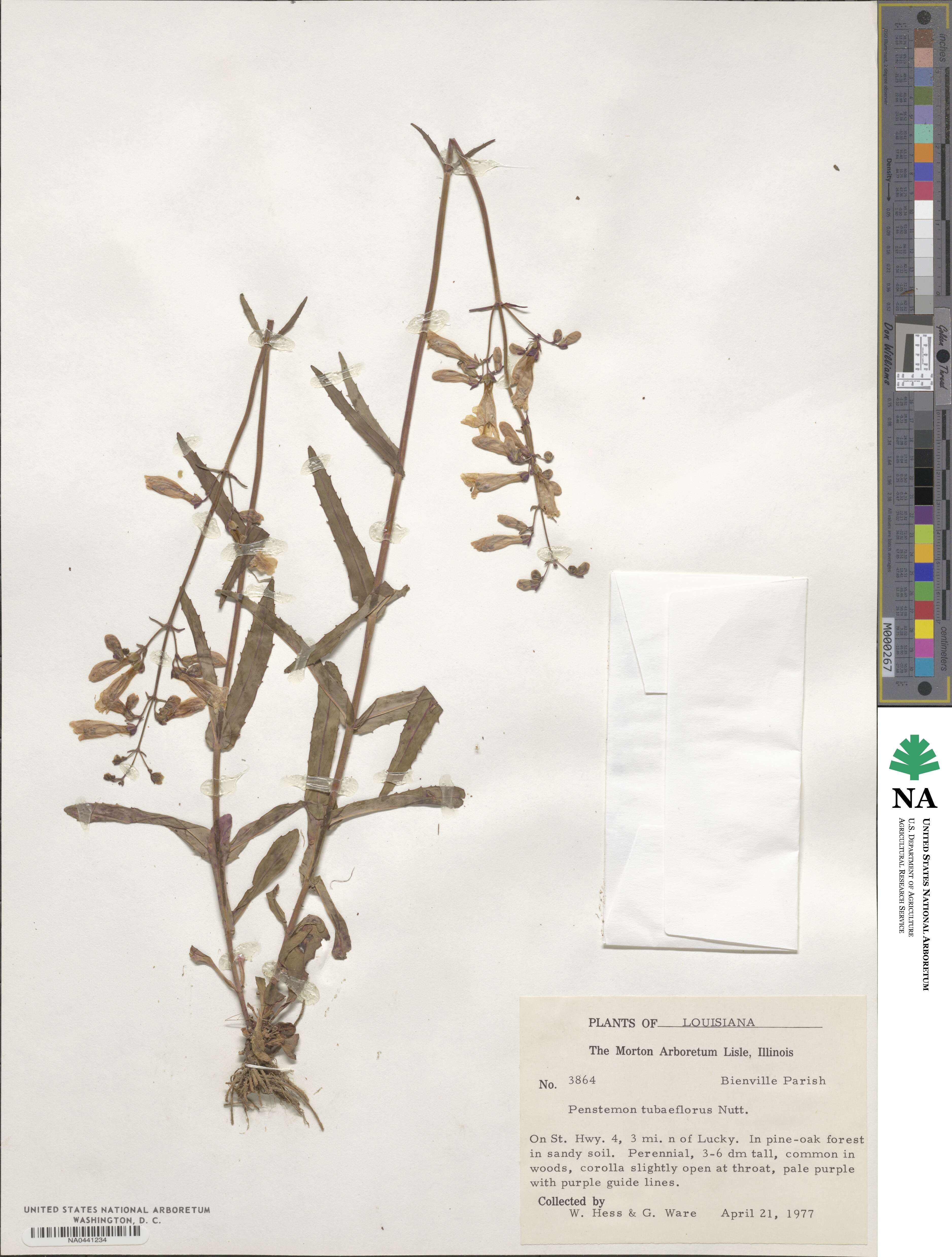 Penstemon tubaeflorus image